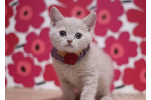 成約済の東京都のマンチカン-100754の3枚目